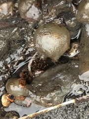 Molgula manhattensis