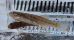 Fundulus diaphanus