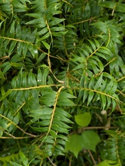Hedge Bamboo (Bambusa multiplex)