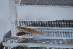 Fundulus diaphanus