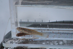 Fundulus diaphanus