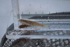 Fundulus diaphanus