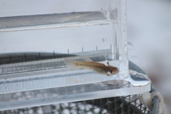 Fundulus diaphanus