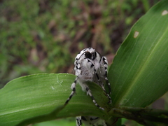 Lichnoptera decora