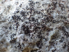 Opegrapha