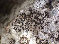 Opegrapha