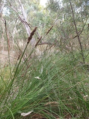 Carex tereticaulis