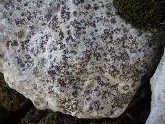 Opegrapha