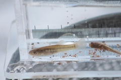 Fundulus diaphanus