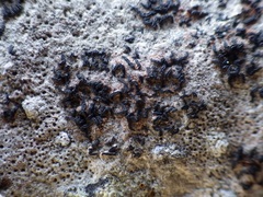 Opegrapha