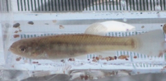 Fundulus diaphanus