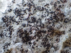 Opegrapha