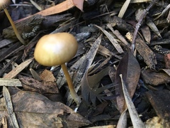 Psathyrella