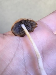 Psathyrella