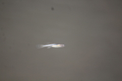 Fundulus diaphanus
