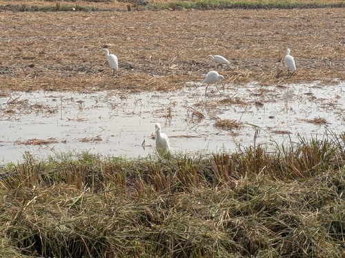 Eastern Cattle-Egret