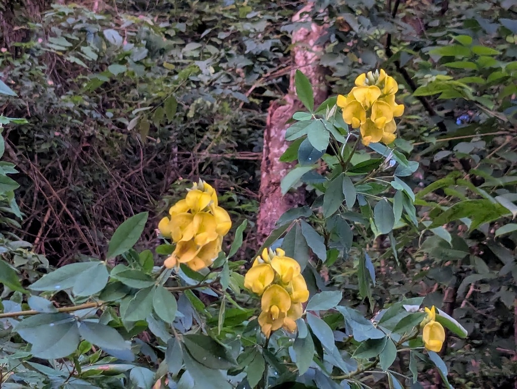 Caracas Rattlebox from Deolo, Kalimpong, West Bengal, India on August ...