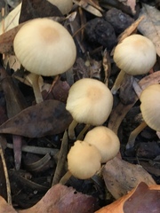 Psathyrella