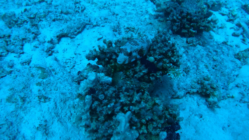 White-spotted Puffer — seen at this dive site