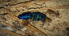Exochrysis tolteca