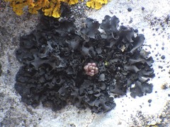 Collema flaccidum