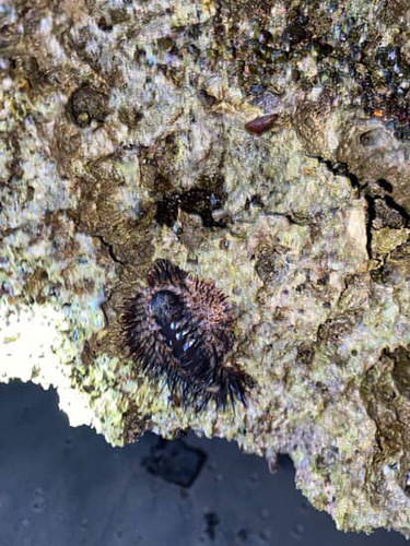 Acanthopleura spinosa