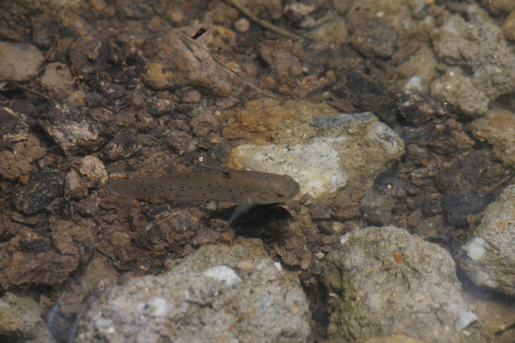 Spotted Goby (Stigmatogobius sadanundio)