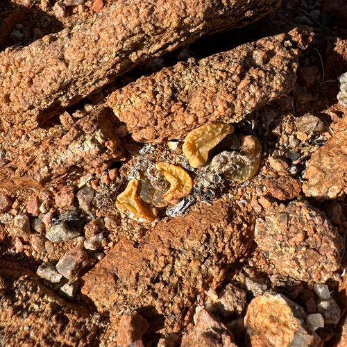 Lithops naureeniae D.T.Cole 2