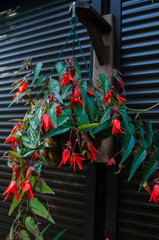 Begonia boliviensis