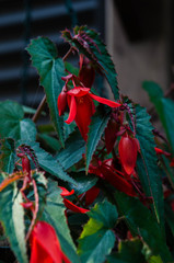 Begonia boliviensis