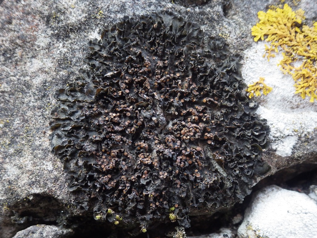 Crumpled Rock Tarpaper Lichen