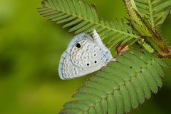 Hemiargus hanno