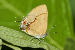 Calycopis isobeon