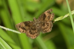 Staphylus ascalaphus