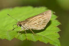 Vehilius stictomenes