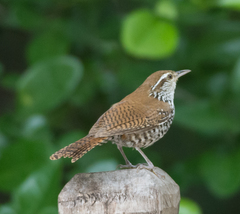 Thryophilus pleurostictus