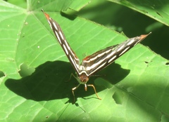 Catonephele mexicana