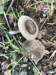 Entoloma edulis