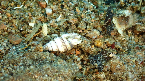 Vexillum exasperatum observed 2025-09-24