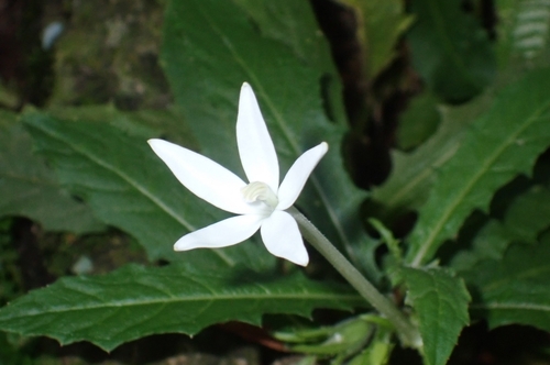 Star of Bethlehem