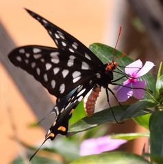 Pharmacophagus antenor