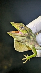 Barahona Anole photo 1