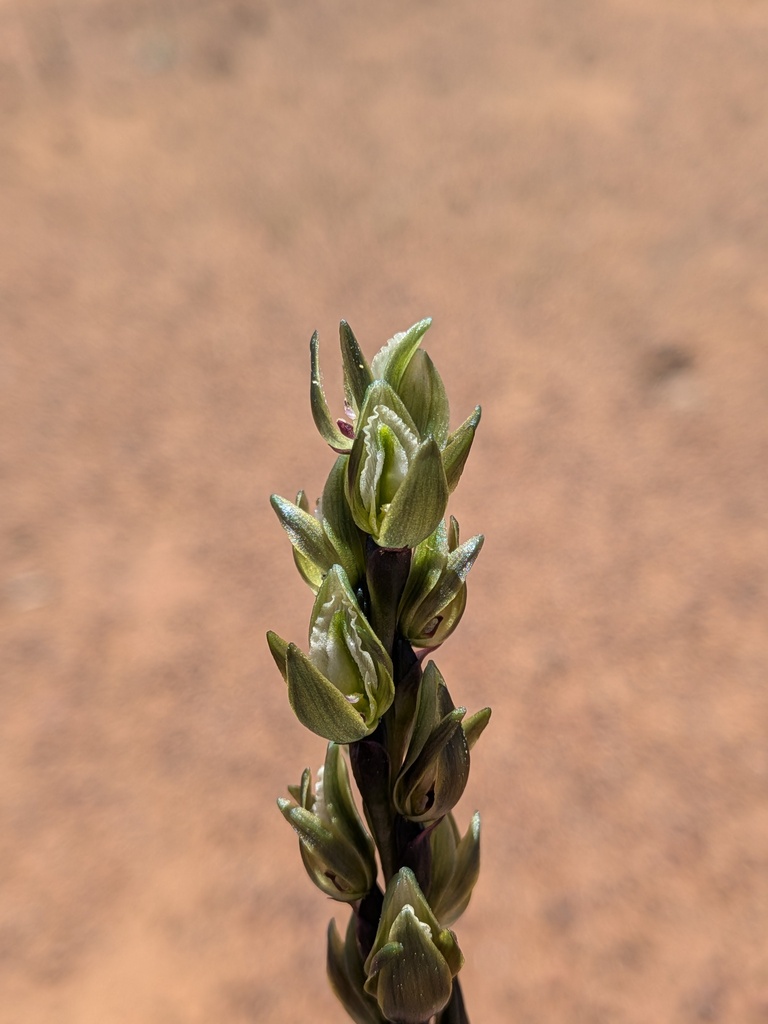 Prasophyllum macrotys