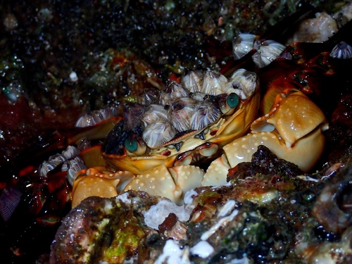 Purple Rock Crab, Kwinana, AU-WA, AU, photo 10 of 10