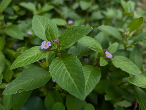 Big-leaved Marshweed (Limnophila rugosa)