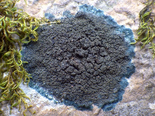 Blackthread Lichen