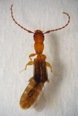 Diagrypnodes wakefieldi