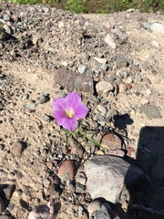 Ipomoea ternifolia leptotoma