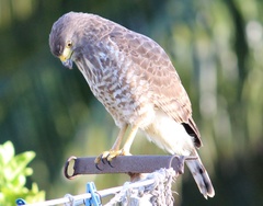 Rupornis magnirostris