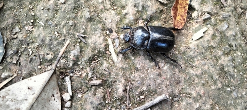 Trichogomphus mongol